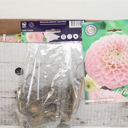 Цветочная луковица Георгин Помпон Волшебник Страны Оз X1 ( Flower bulb Dahlia Pompon Wizard Of Oz X1