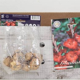 Цветочная луковица Гладиолус Азурро X10 ( Flower bulb Gladiolen Azurro X10 ) H 20 см