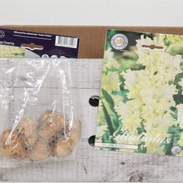 Цветочная луковица Гладиолус Лимонный Завиток X10 ( Flower bulb Gladiolen Lemon Frizzle X10 ) H 20 с