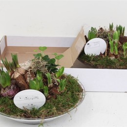 Композиция Стекло для Луковиц и Корнеплодов ( Compo Bol- Knolgewas Glas ) W 25 см H 10 см