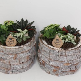 Композиция ( Arr. Pl - Hout Schors Rond X3 ) W 21 см H 23 см