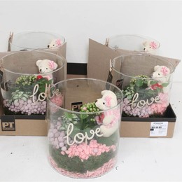 Композиция ( Ptvg2104 Arrangementen Kamerplanten ) W 19 см H 21 см