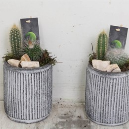 Композиция Кактус # ( Compo Cactus # ) W 15 см H 10 см