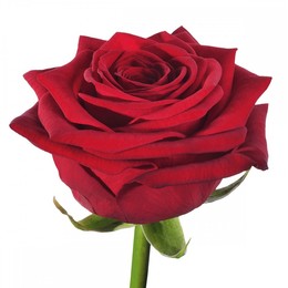 Rosa Gr Red Naomi ( Ред Наоми ) В70 Ступино