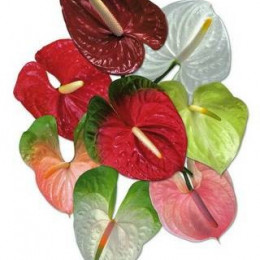 Anthurium mix in box(Антуриум Микс ин бокс) B45