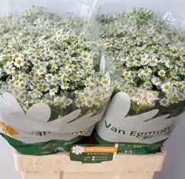 Tanacetum Pa Single Vegmo (Танацетум Па Сингле Вегмо) В60