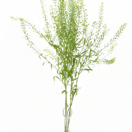 Thlaspi Green Bell(Тиласпи Грин Белл штучно) В50