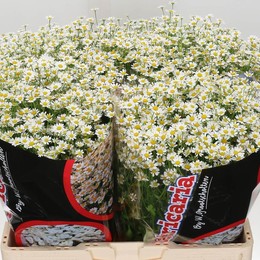 Tanacetum victory enkel (Танацетум Виктори Энкел) В60