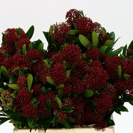 Skimmia Rubella (Скиммия Рубелла) В35