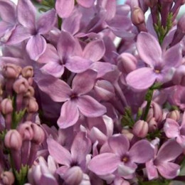Syringa Dark Koster Blue 4 Kop (Сирень Дарк Костер Блу 4 Коп) В55