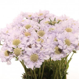 Scabiosa lisa(Скабиоза Лиса) В65