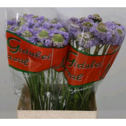Scabiosa Lavender Scoop (Скабиоза Лавандер Скуп) В40