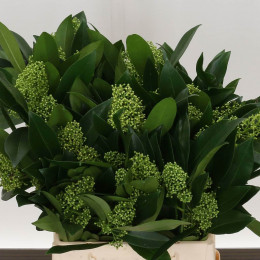 Skimmia J Kew Green (Скиммия Джей Кью Грин) В45