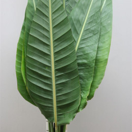 Strelitzia Blad (Стрелиция Блад) В80