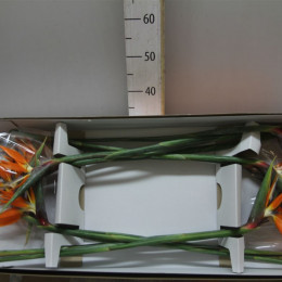 Strelitzia Holland X6 (Стрелиция Холланд Х6) В62