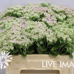 Sedum spectabile (bloeiend)(Седум спектабиль (Блоиенд))В50