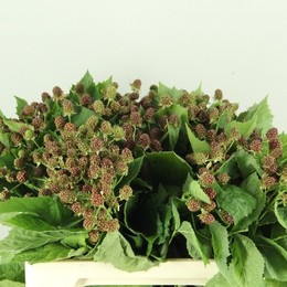 Rubus chester (Рубус Честер) В40