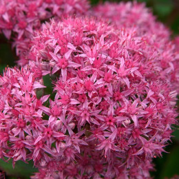 Sedum spectabile carl(Седум спектабиль карл) В40
