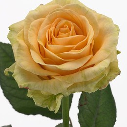 Rosa Gr Peach Avalanche ( Пич Аваланж ) В60 ROSE HILL