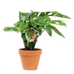 Monstera Obliqua "обезьяний лист" с керамикой Terra ( Monstera Obliqua 'monkey Leaf' Met ceramics Te