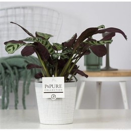 Ctenanthe Burle Marxii Из Чистой Глины 3 Серого Цвета ( Ctenanthe Burle Marxii In Pure Clay 3 Grey )