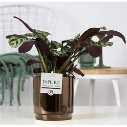 Ctenanthe Burle Marxii В Керамике Джульетты Goldbr ( Ctenanthe Burle Marxii In Juliette Ceramics Gol