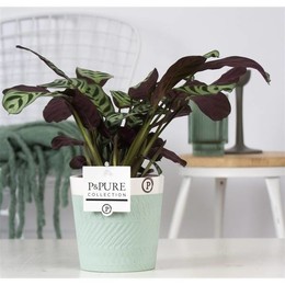 Ctenanthe Burle Marxii В Валери 2 Керамика Зеленая ( Ctenanthe Burle Marxii In Valerie 2 Ceramics Gr