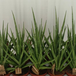 Сансевиерия Сай Крутой Парень ( Sansevieria Cy Tough Guy ) W 12 см H 40 см