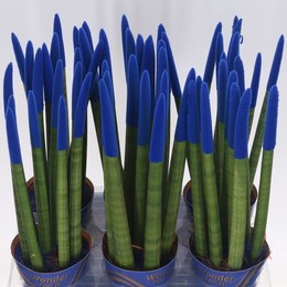 Бархатный цилиндр Сансевиерии ( Sansevieria Cylind Velvet ) W 12 см H 45 см
