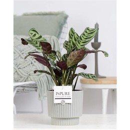 Ctenanthe Burle Marxii Из Керамики Цвета Плюща Зелено-Серый ( Ctenanthe Burle Marxii In Ivy Ceramics