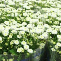 Tanacetum Pa Kamilla (Танацетум Па Камилла ) В60