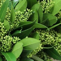 Skimmia J Kew Green (Скиммия Джей Кью Грин) В50