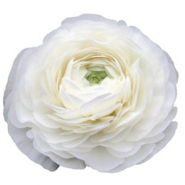 Ranunculus White (Ранункулюс вайт) В46