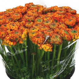 Ranunculus pon pon merlino(Ранункулюс пон пон Мерлино)В45
