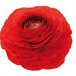 Ranunculus Red (Ранункулюс Ред) В50
