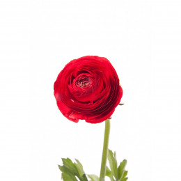 Ranunculus red(Ранункулюс ред)В35