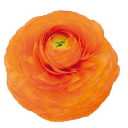 Ranunculus Orange (Ранункулюс Оранж) В50