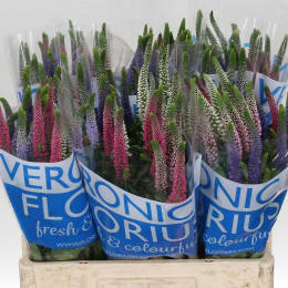 Veronica Smart Rainbow Mixed(Вероника Смарт Рейнбоу Миксд)В60