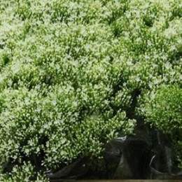 Trachelium White (Трахелиум Вайт) В70