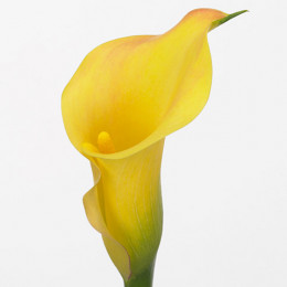 Zantedeschia captain memphis (Зантедеския Капитан Мемфис) В50