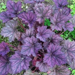 Гейхера Frosted Violet