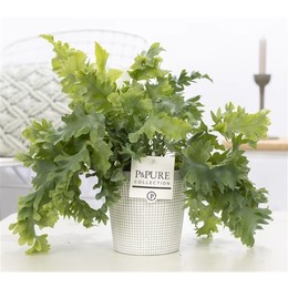 Флебодиум Давана Из Чистой Глины 3 Серого Цвета ( Phlebodium Davana In Pure Clay 3 Grey ) W 12 см H