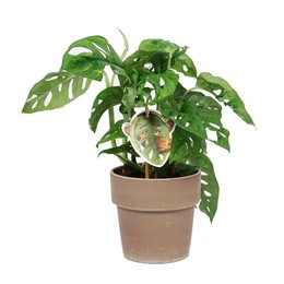 Monstera Obliqua "обезьяний лист" с керамикой Ed Tau ( Monstera Obliqua 'monkey Leaf' Met ceramics E