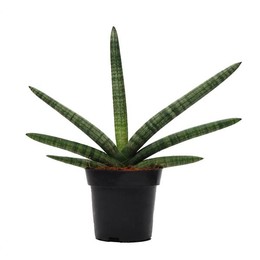 Сансевиерия цилиндрическая'skyline' ( Sansevieria Cylindrica 'skyline' ) W 12 см H 27 см