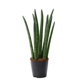 Сансевиерия цилиндрическая'спагетти' ( Sansevieria Cylindrica 'spaghetti' ) W 12 см H 45 см