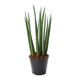 Сансевиерия цилиндрическая 'bacularis' / Микадо ( Sansevieria Cylindrica 'bacularis' / Mikado ) W 12