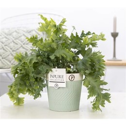 Флебодиум Давана В Валери 2 Керамика Зеленая ( Phlebodium Davana In Valerie 2 Ceramics Green ) W 12