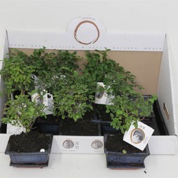 Смешанное керамическое блюдце для Бонсай # ( Bonsai Mixed Ceramic Saucer # ) W 12 см H 20 см