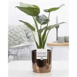 Алоказия Кукуллата В Керамике Джульетты Голдбронз ( Alocasia Cucullata In Juliette Ceramics Goldbron
