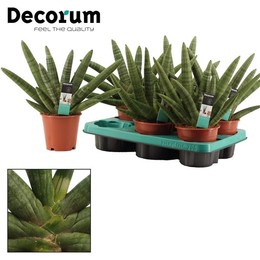 Сансевиерия двойная Бонцелленсис 12 См ( Sansevieria Double Boncellensis 12 Cm (decorum) ) W 12 см H